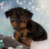 Roscoe male Yorkshire terrier