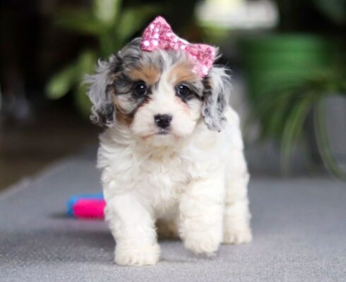 Rosie female cavapoo
