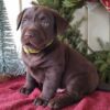 Rover male Labrador retrieve