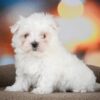 Smitty male Maltese