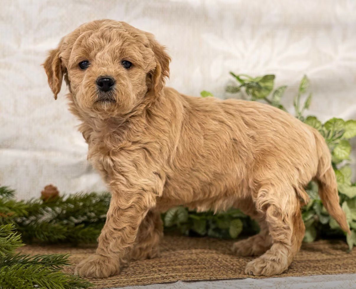 Stacey Female mini Stacey Female mini