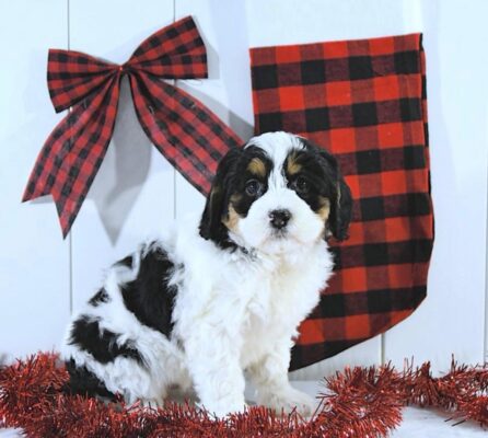 A silky terrier running with great joy rover male mini Bernedoodle