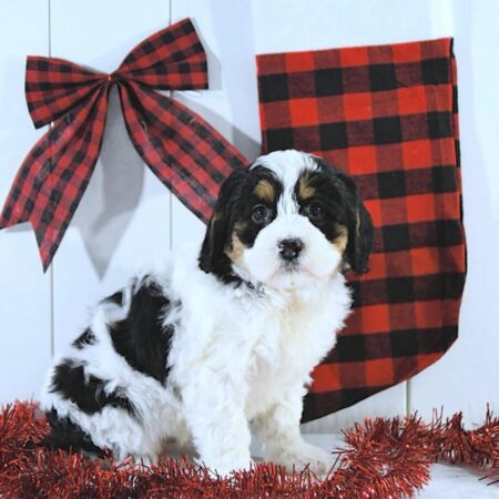 rover male mini Bernedoodle